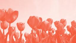 Are NFTs the new Tulipmania?