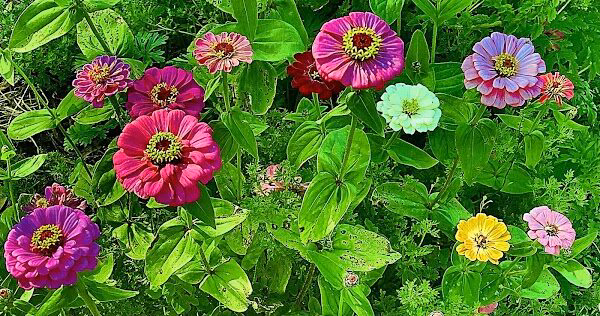 seed poem